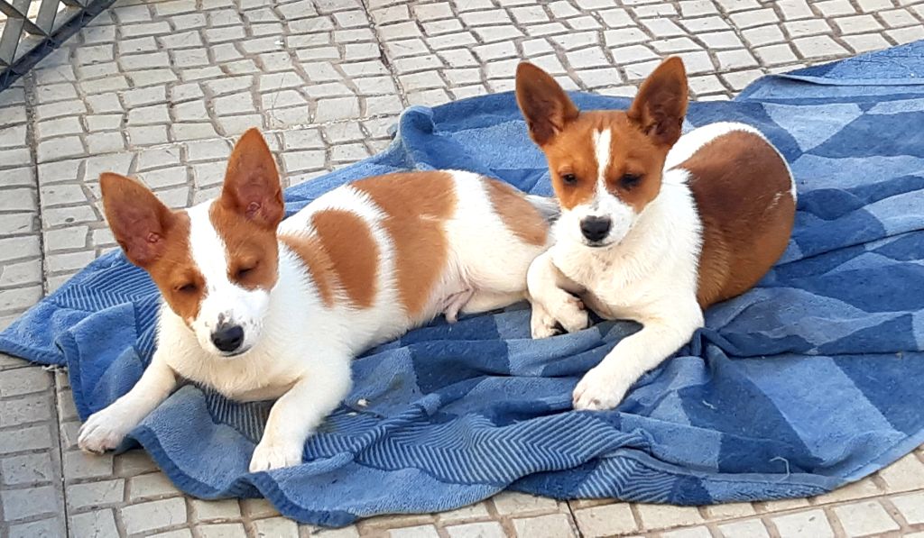 chiot Chien de garenne portugais Da Fonte De Charmois