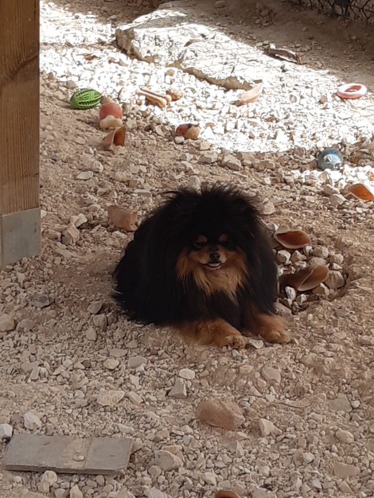 Piccollo pucci du Moulin des Wheatens