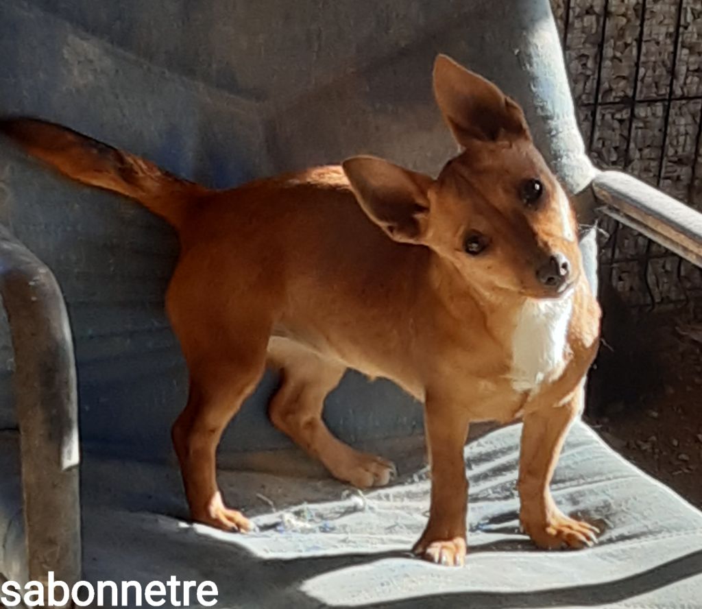 Sabonete Da Fonte De Charmois