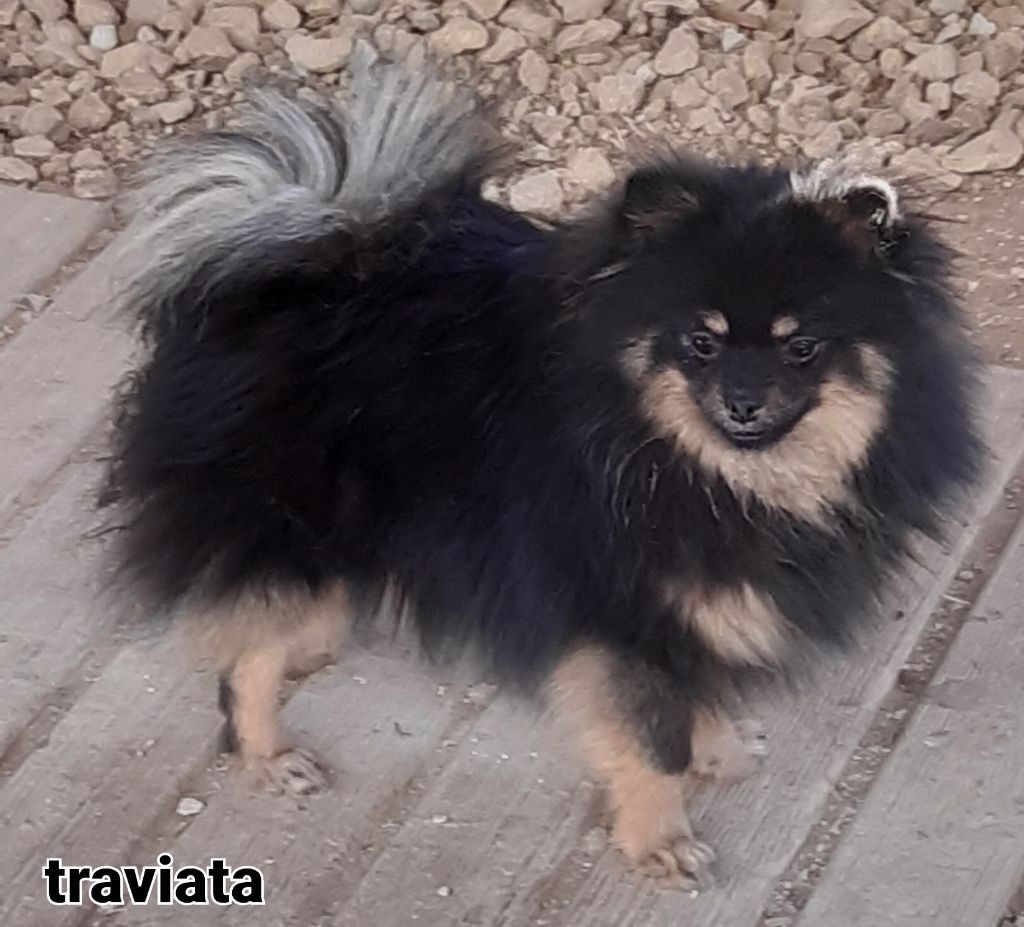 Traviata Da Fonte De Charmois