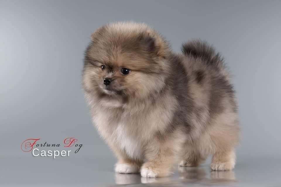 Kasper fortina dog