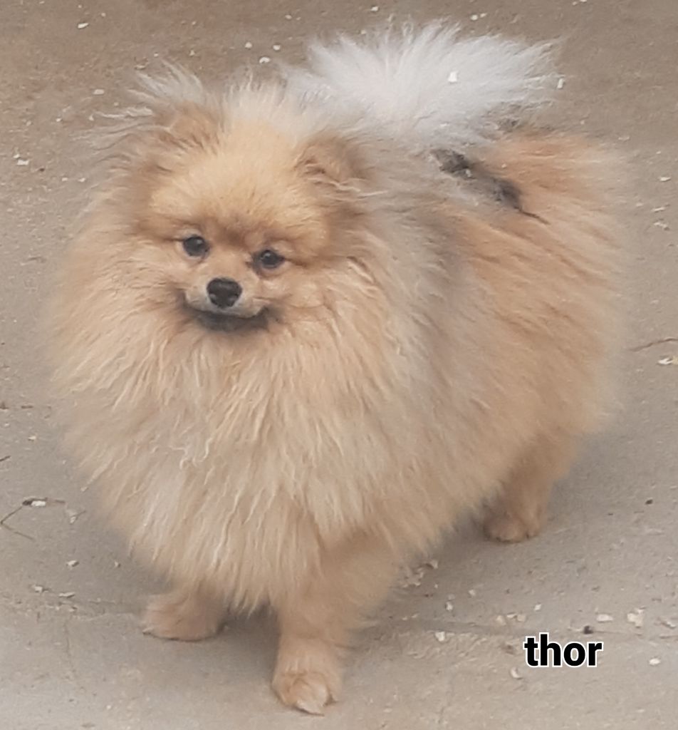 Thor du Moulin des Wheatens