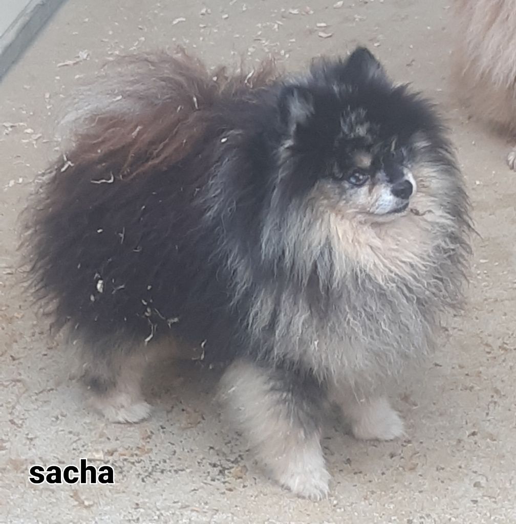 yang M'y soûl (dit sacha)
