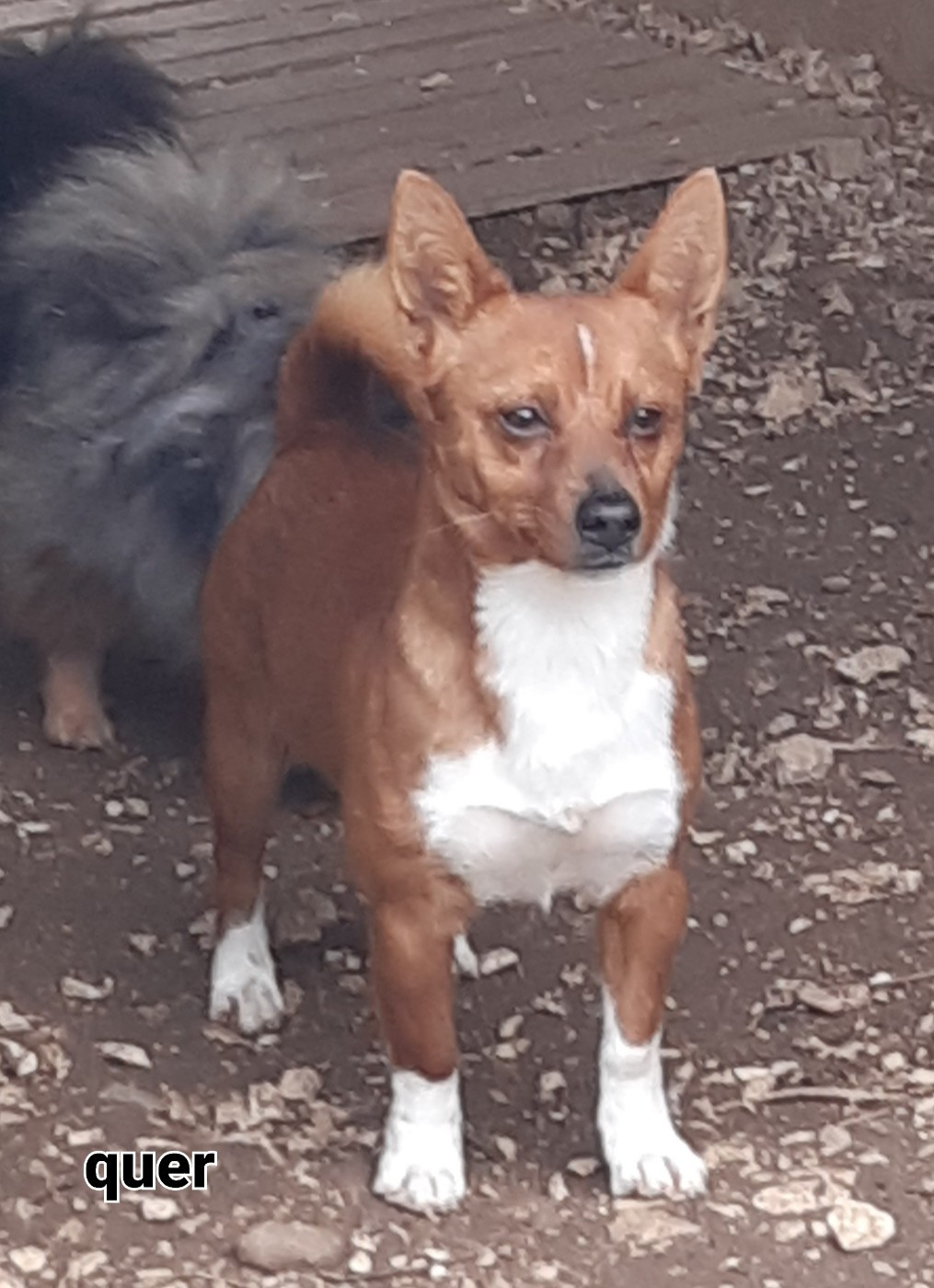 Quer alho do vale de fermedo