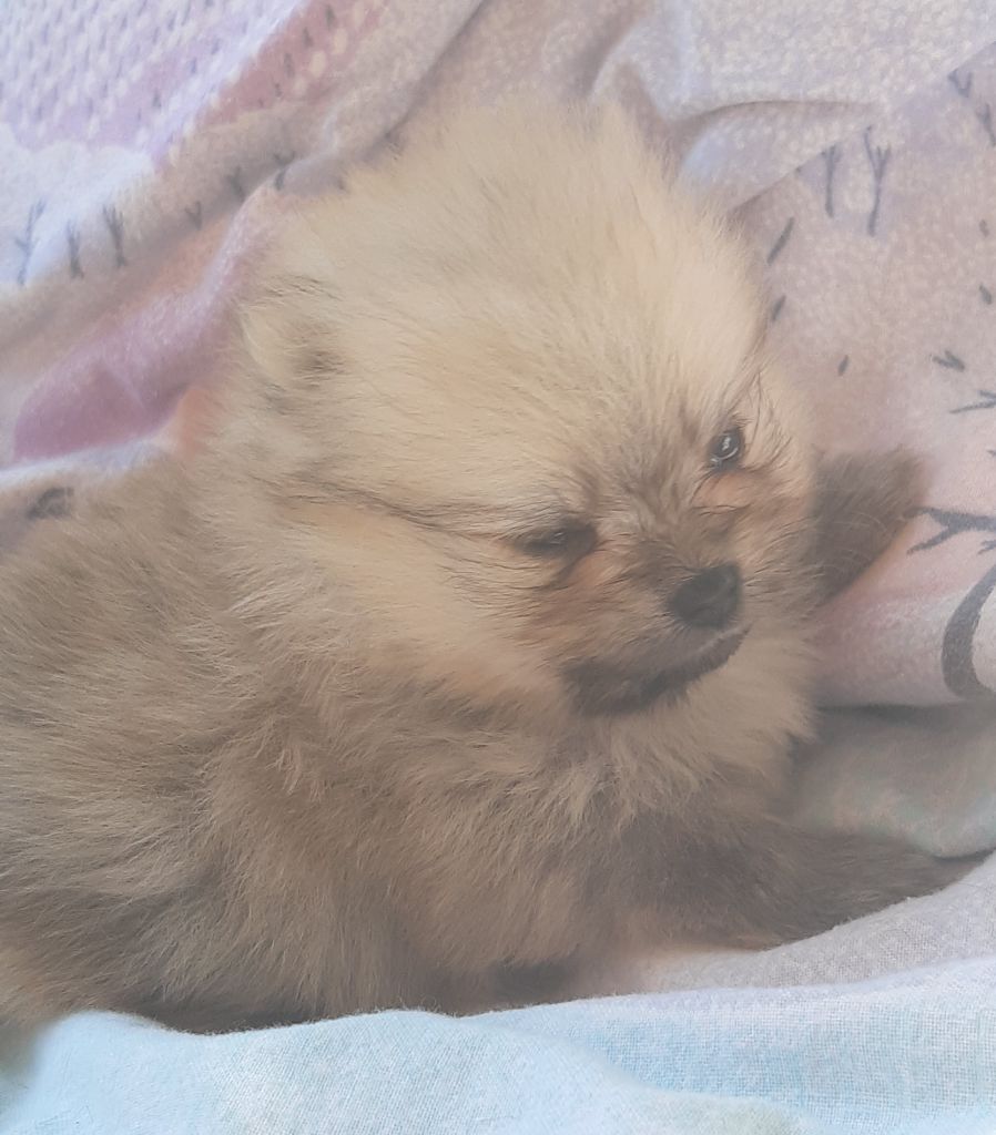 Da Fonte De Charmois - Chiots disponibles