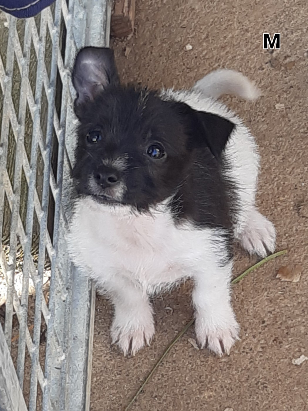 Da Fonte De Charmois - Chiots disponibles - Chien de garenne portugais