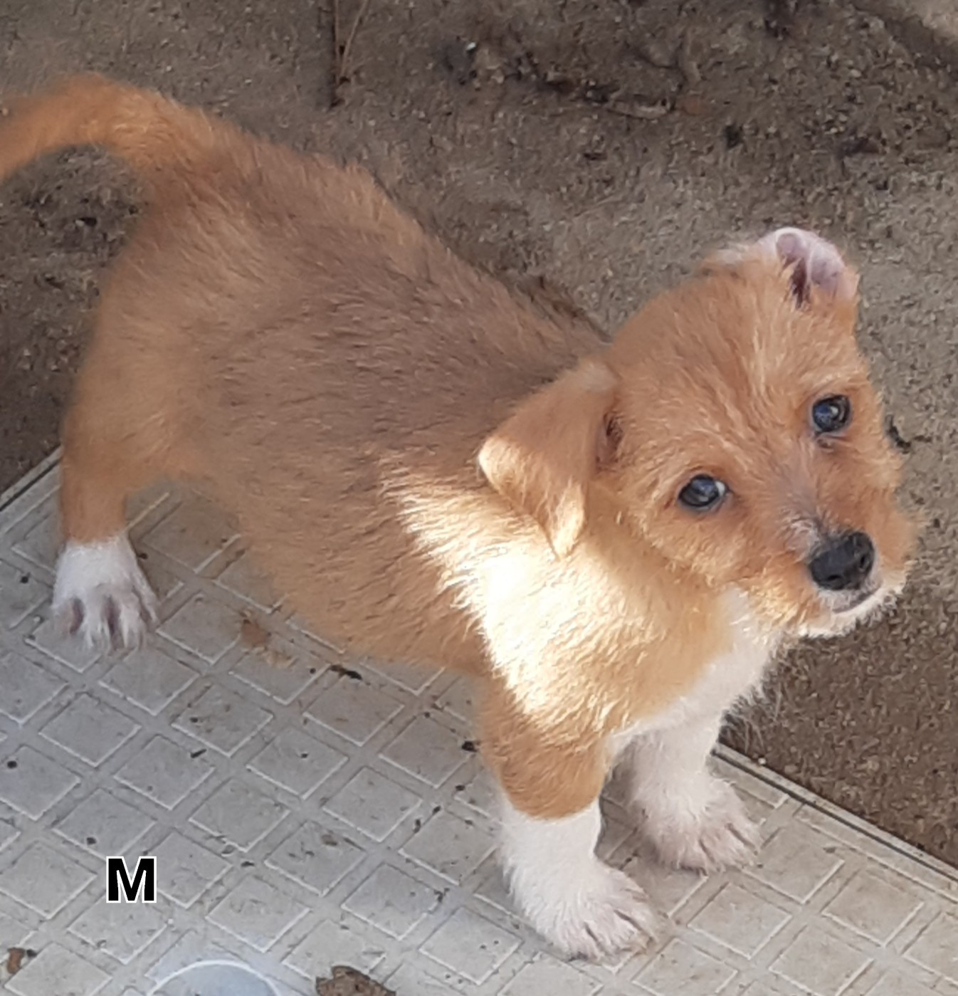 Da Fonte De Charmois - Chiots disponibles - Chien de garenne portugais