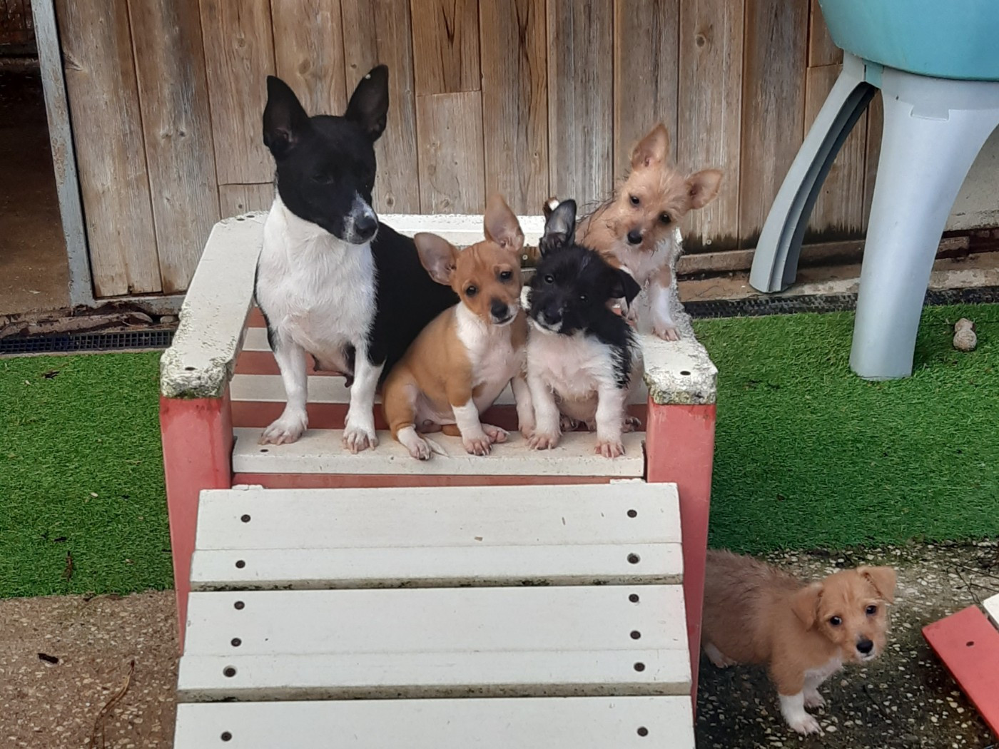 Chiot Chien de garenne portugais Da Fonte De Charmois