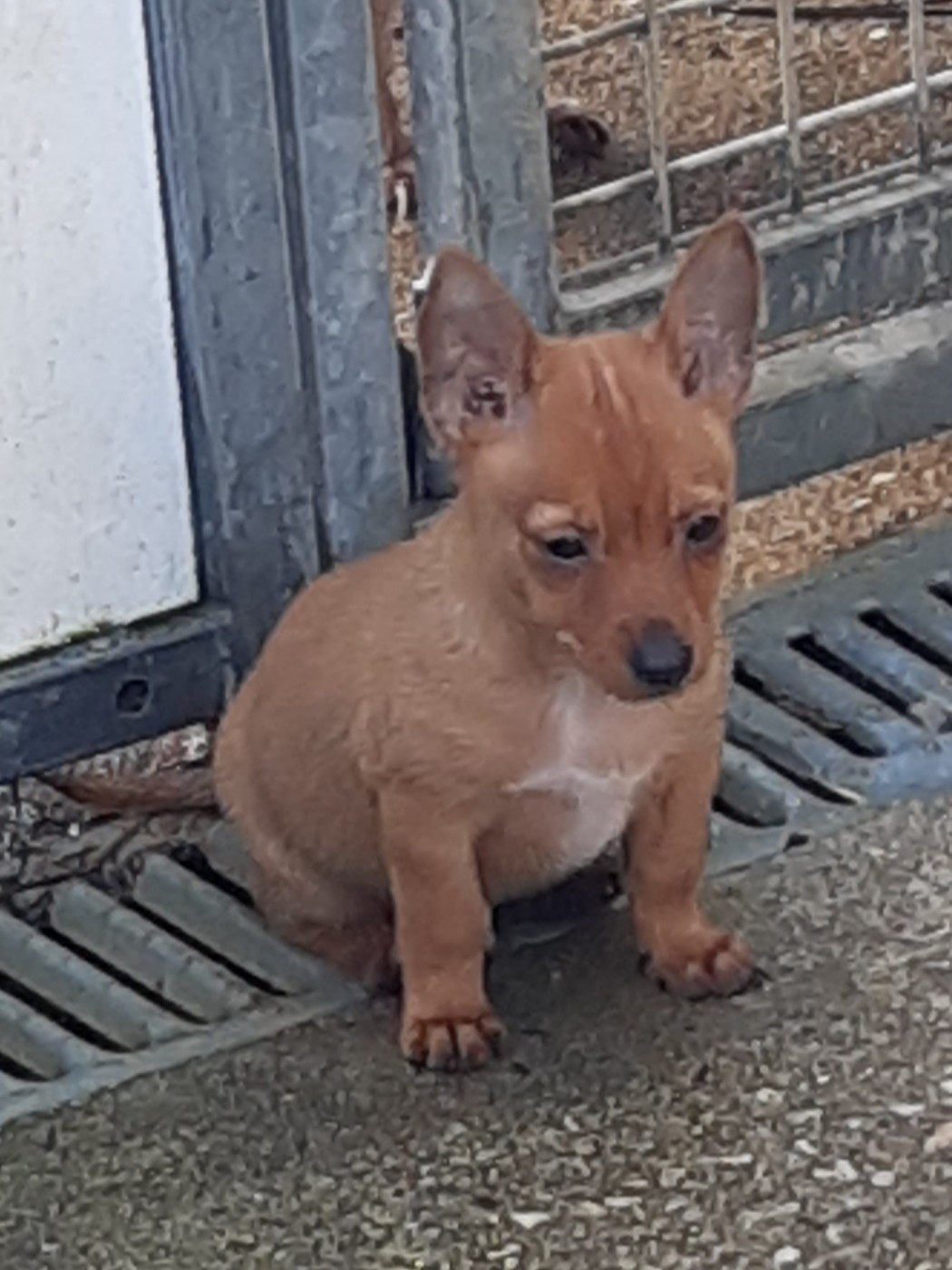 Chiot Chien de garenne portugais Da Fonte De Charmois