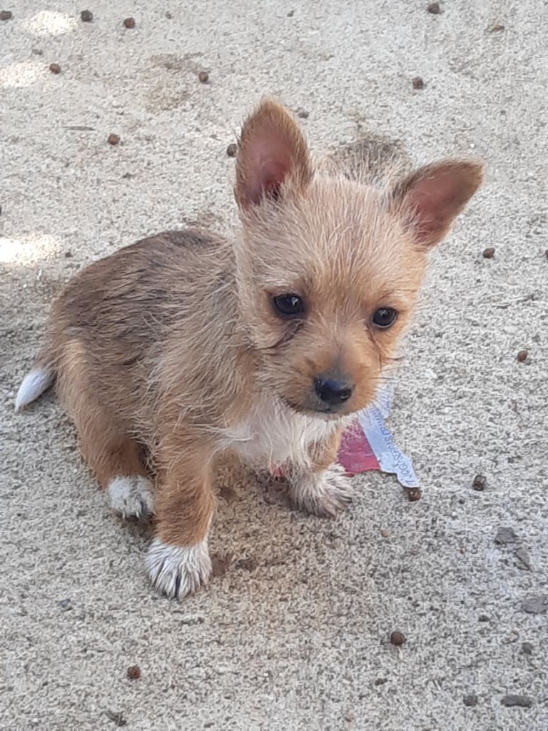 Chiot Chien de garenne portugais Da Fonte De Charmois
