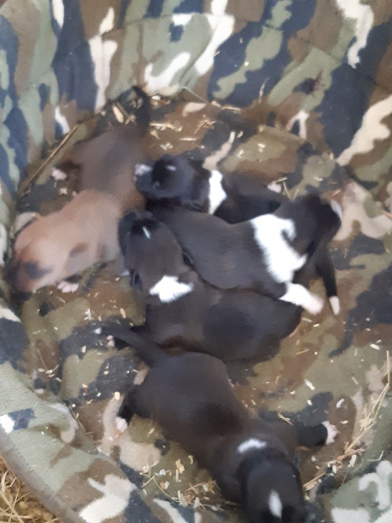 Chiot Chien de garenne portugais Da Fonte De Charmois