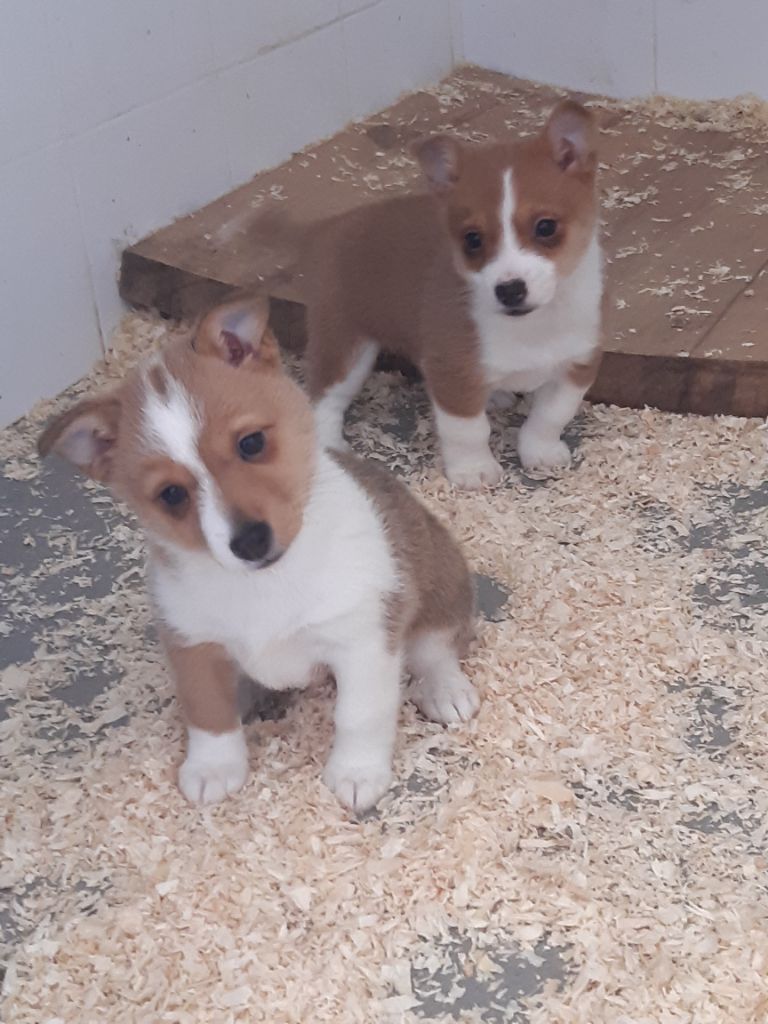 Chiot Chien de garenne portugais Da Fonte De Charmois