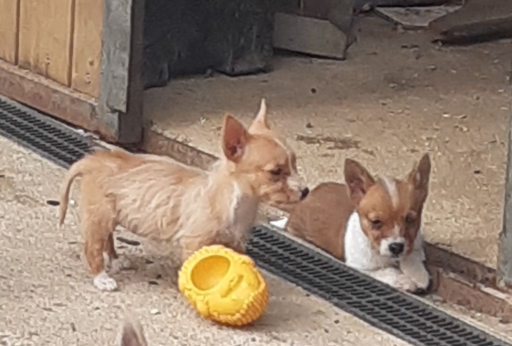 Chiot Chien de garenne portugais Da Fonte De Charmois