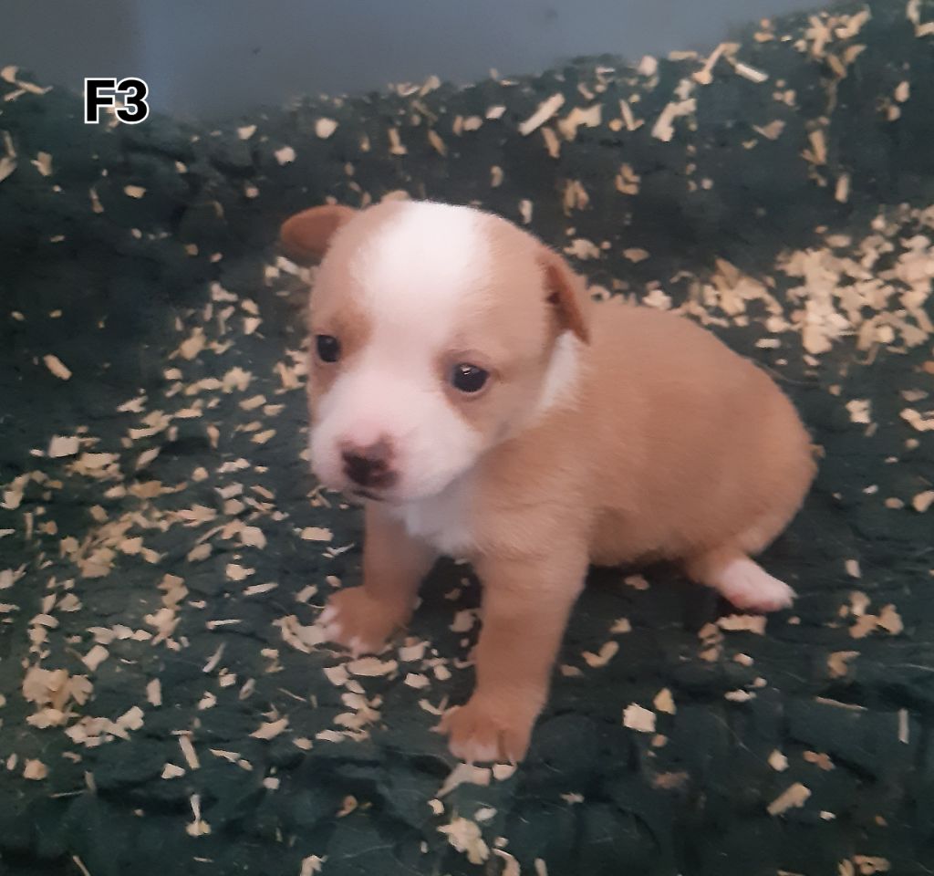 Da Fonte De Charmois - Chiots disponibles - Chien de garenne portugais
