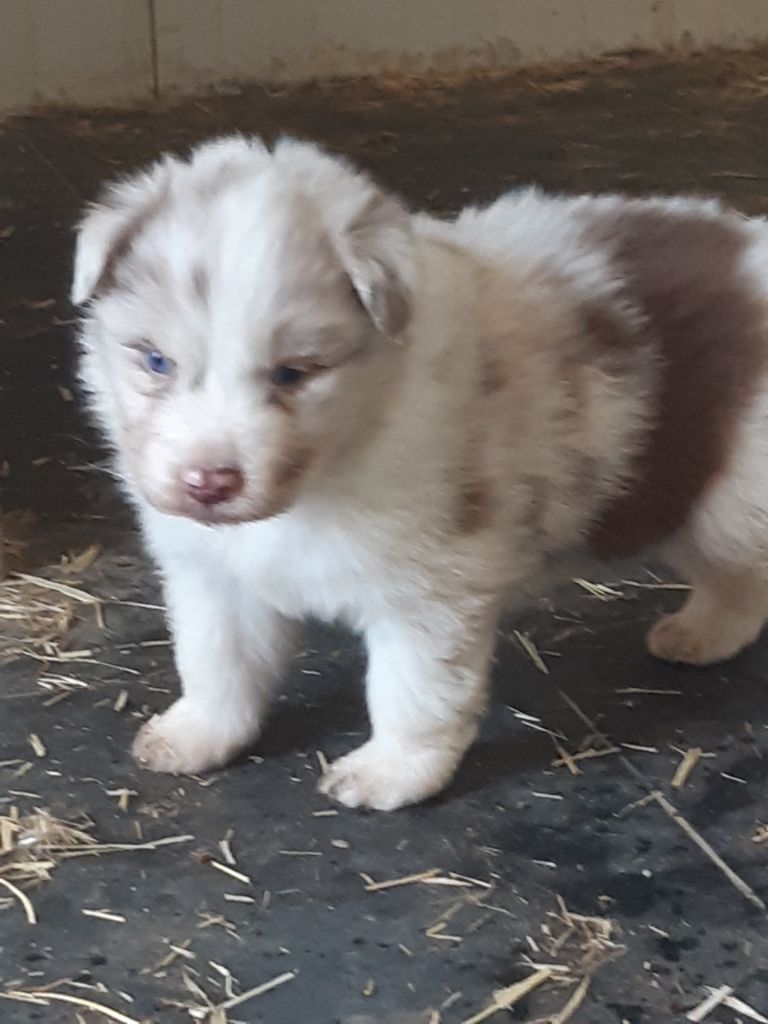 Chiot Berger Australien Da Fonte De Charmois