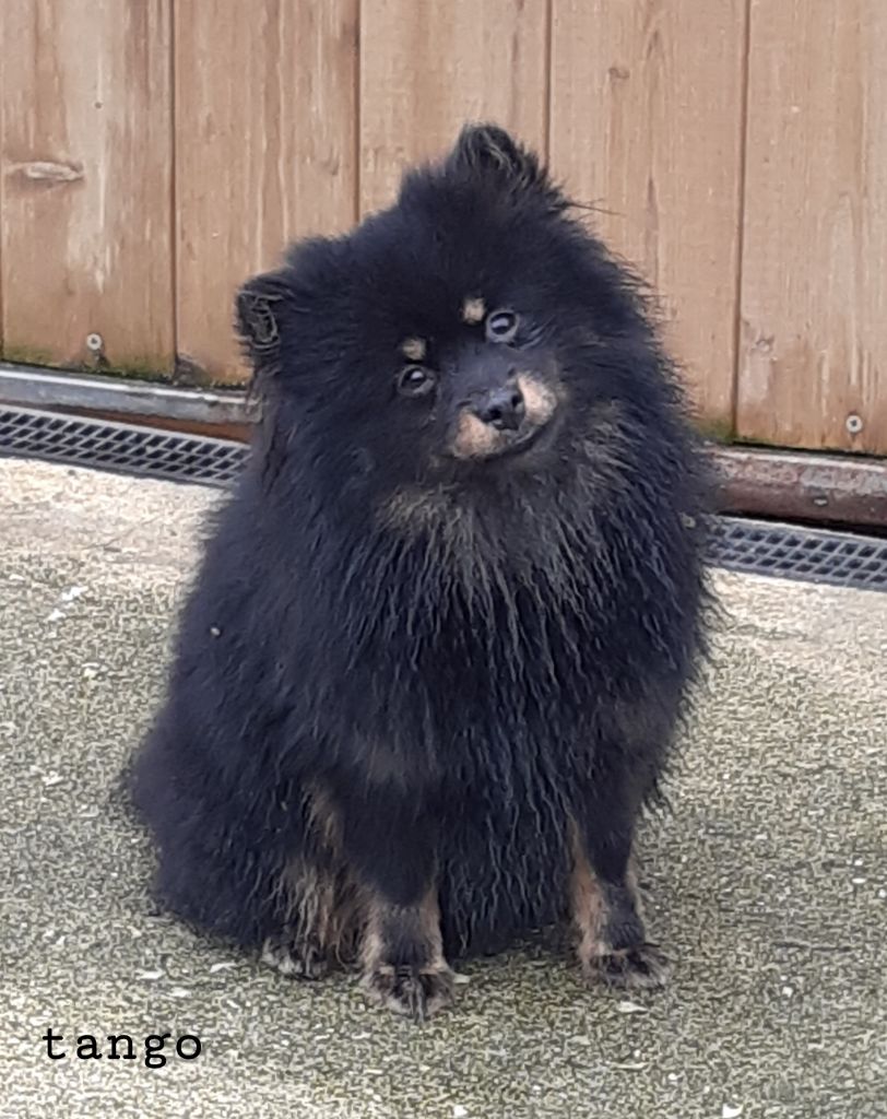 Chiot Spitz allemand Da Fonte De Charmois