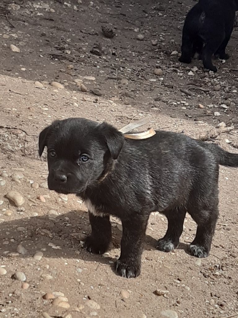 CHIOT 6