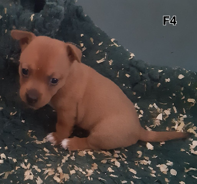 CHIOT 4