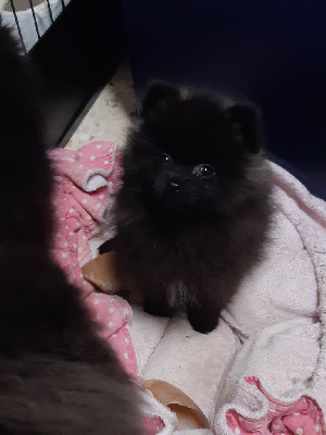 Taima