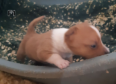 CHIOT 1