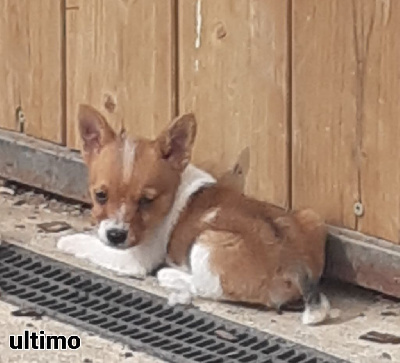 Ultimo