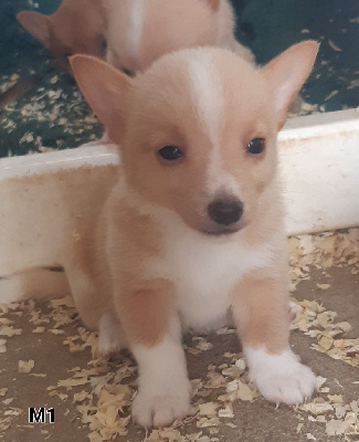 CHIOT 1