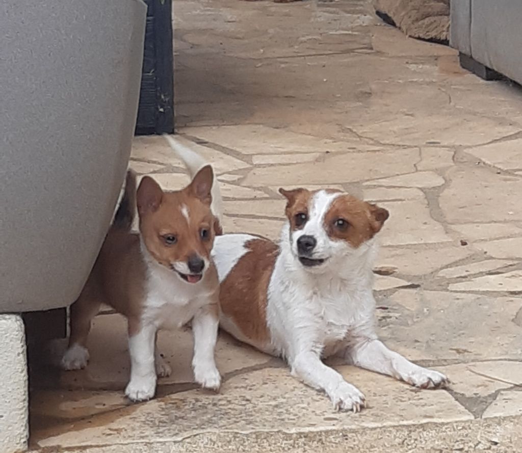 Chiot Chien de garenne portugais Da Fonte De Charmois