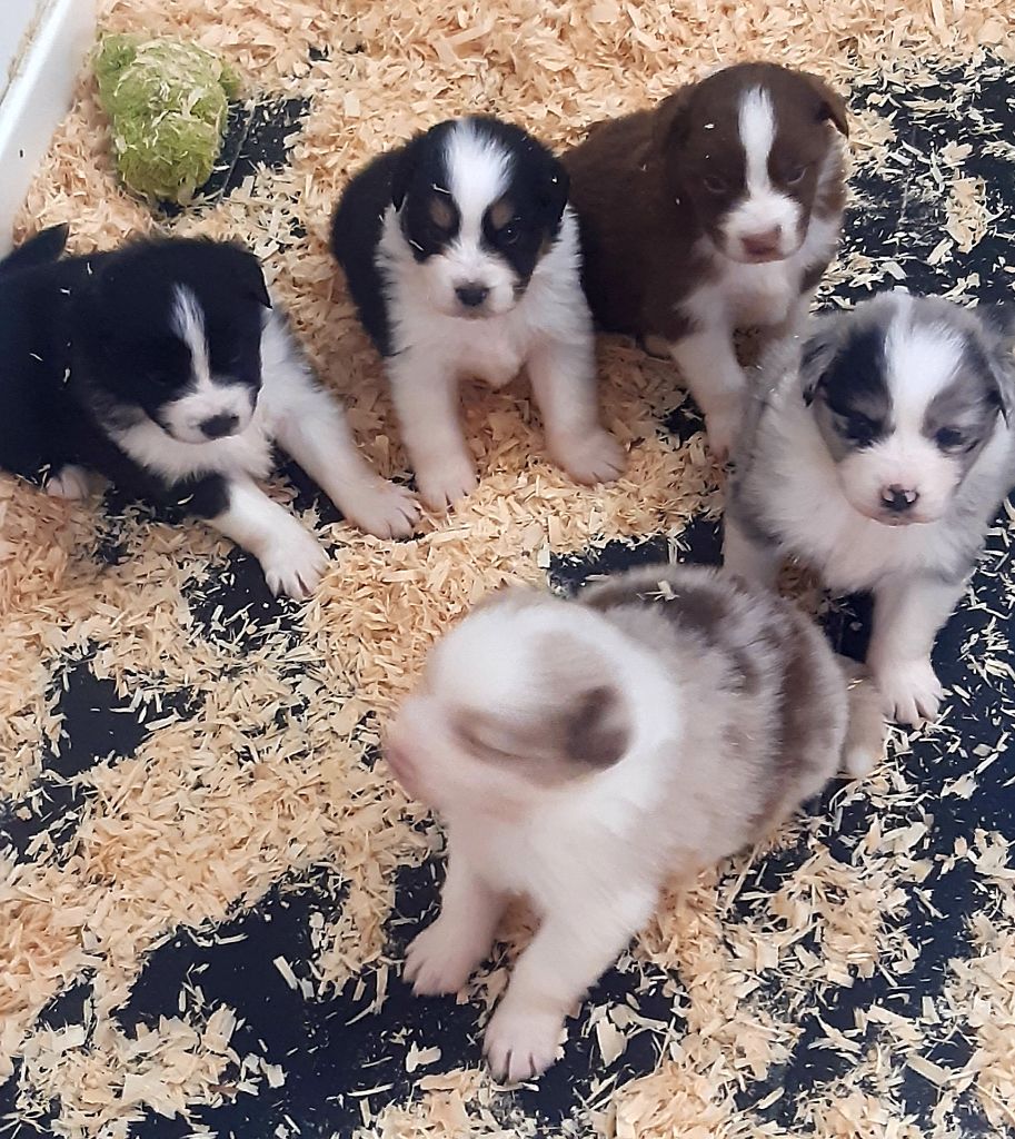 Chiot Berger Australien Da Fonte De Charmois