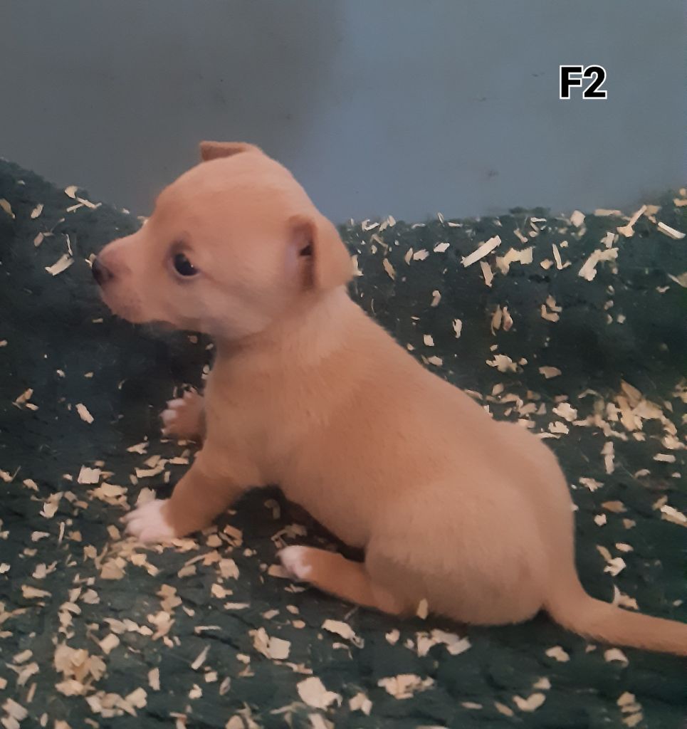 Da Fonte De Charmois - Chiots disponibles - Chien de garenne portugais