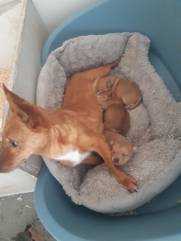 Chiot Chien de garenne portugais Da Fonte De Charmois
