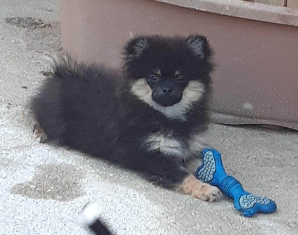 Chiot Spitz allemand Da Fonte De Charmois