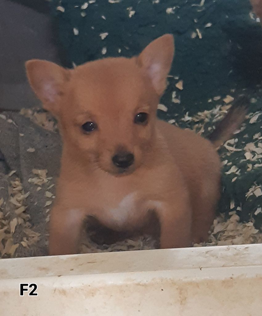 Da Fonte De Charmois - Chiots disponibles - Chien de garenne portugais