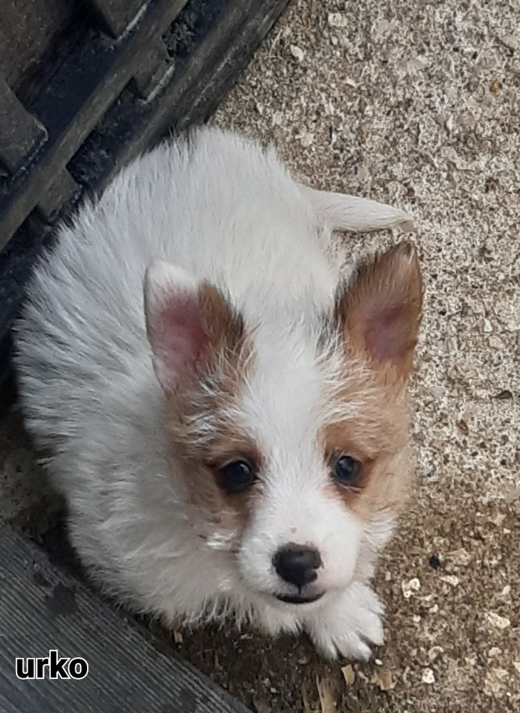 Chiot Chien de garenne portugais Da Fonte De Charmois