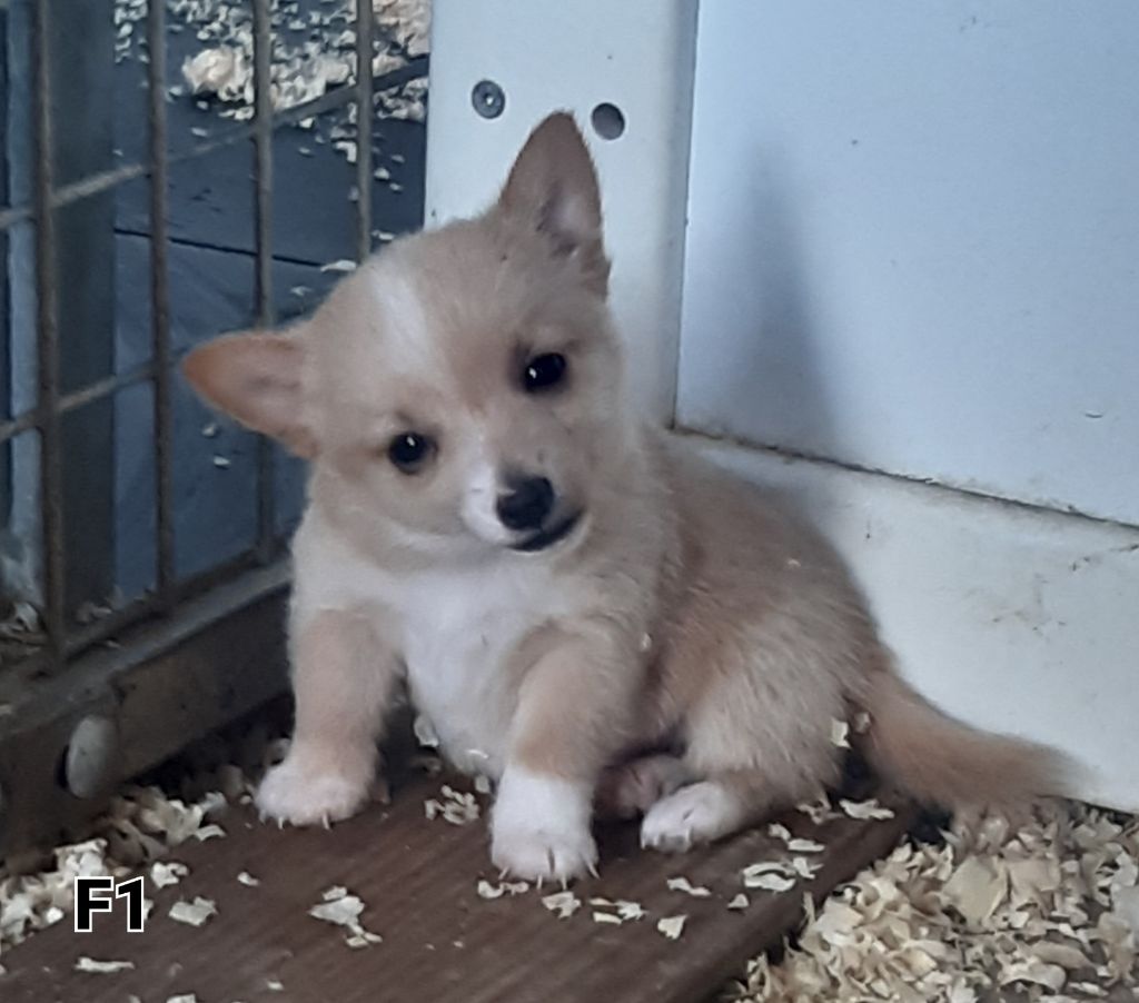 Da Fonte De Charmois - Chiots disponibles - Chien de garenne portugais