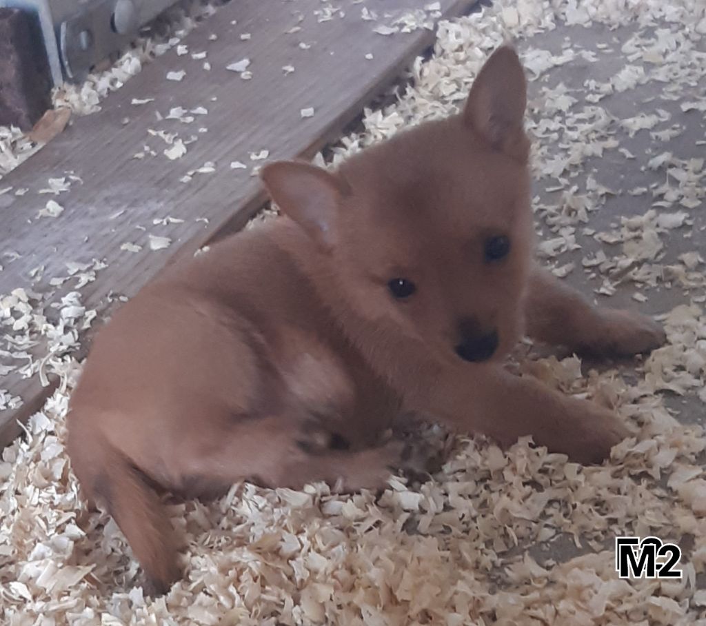 Da Fonte De Charmois - Chiots disponibles - Chien de garenne portugais