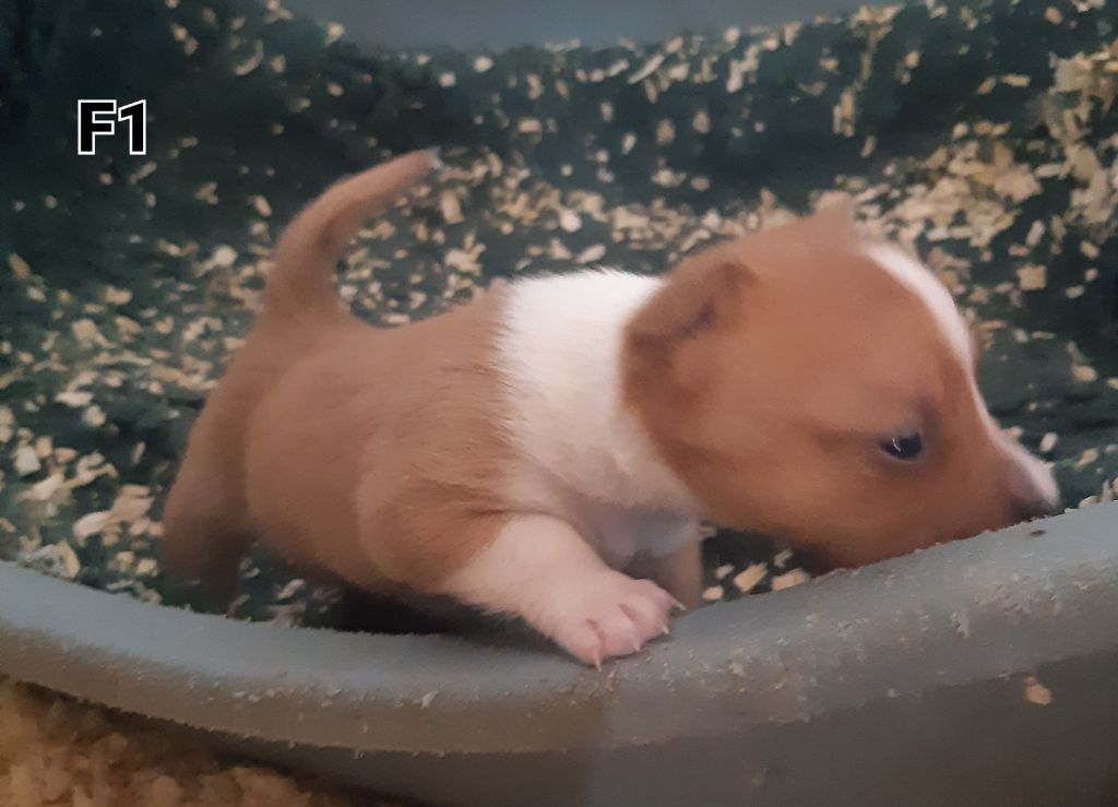 Da Fonte De Charmois - Chiots disponibles - Chien de garenne portugais