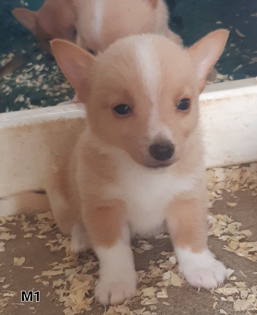 Da Fonte De Charmois - Chiots disponibles - Chien de garenne portugais