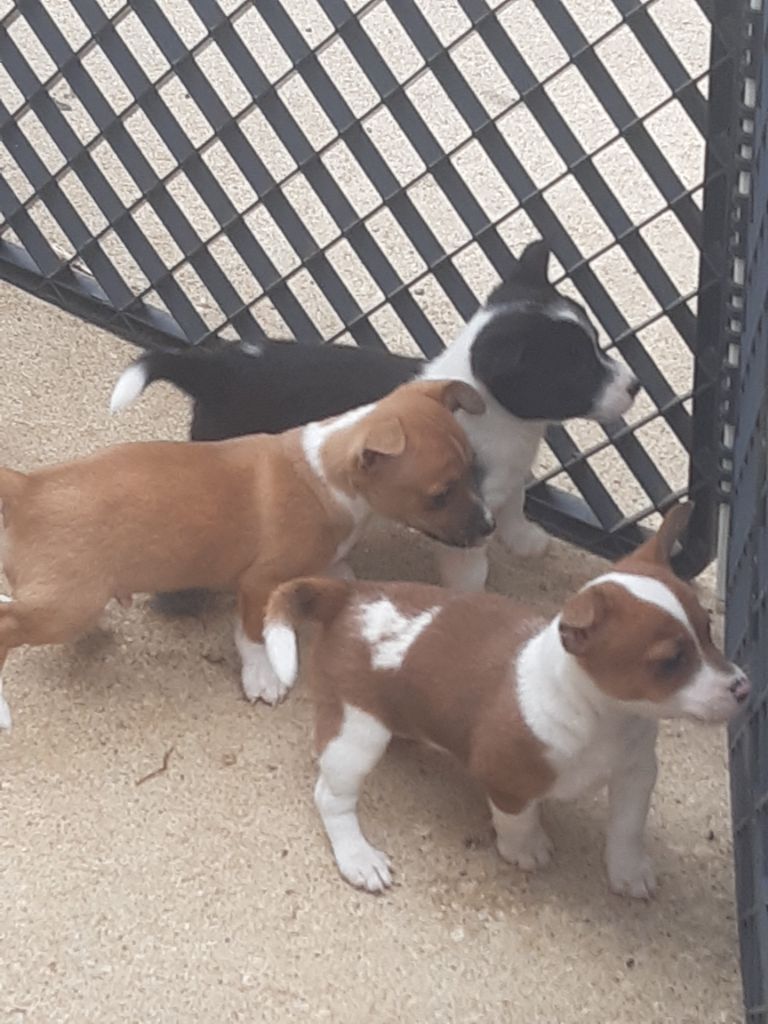 Chiot Chien de garenne portugais Da Fonte De Charmois