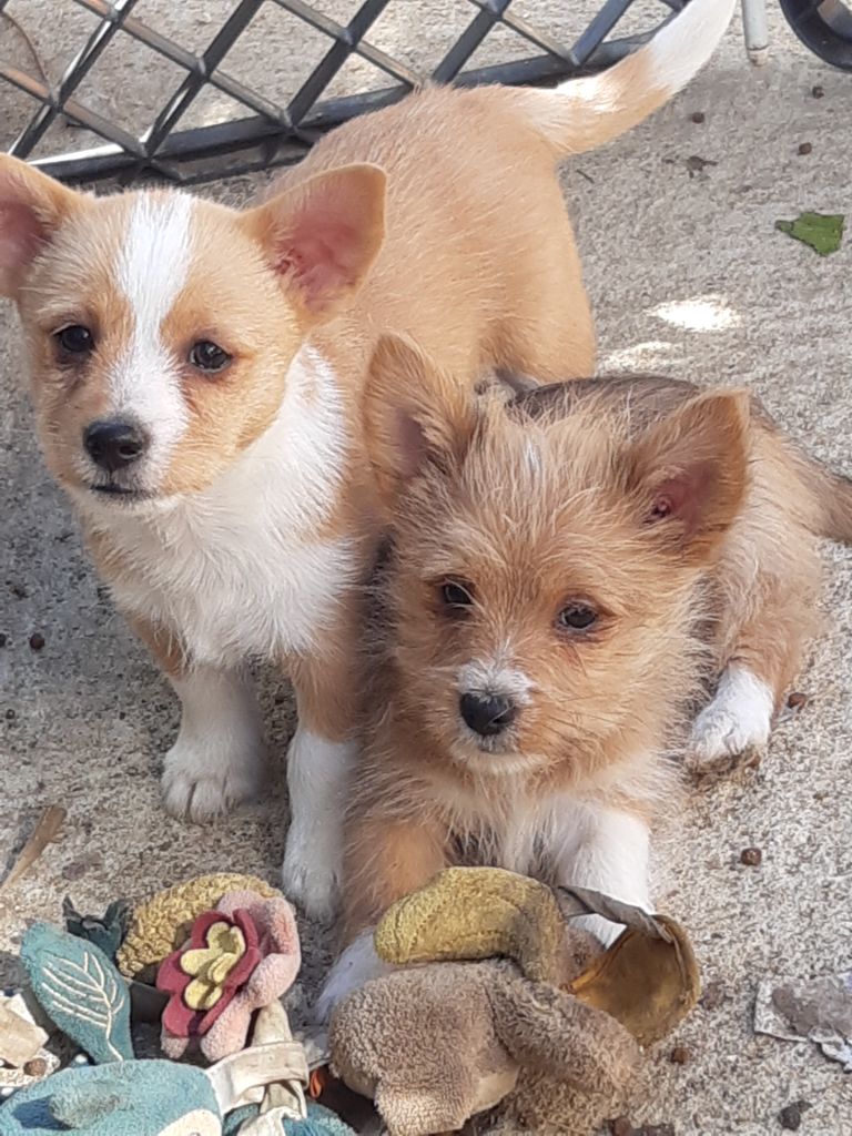 Chiot Chien de garenne portugais Da Fonte De Charmois